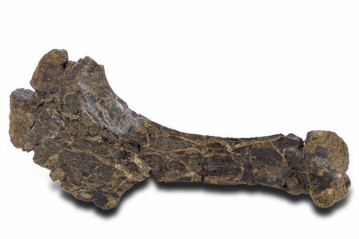 Juvenile Theropod Dinosaur (Allosaurus) Humerus - Wyoming #360962